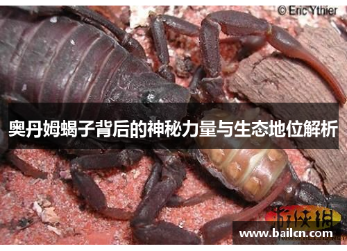 奥丹姆蝎子背后的神秘力量与生态地位解析